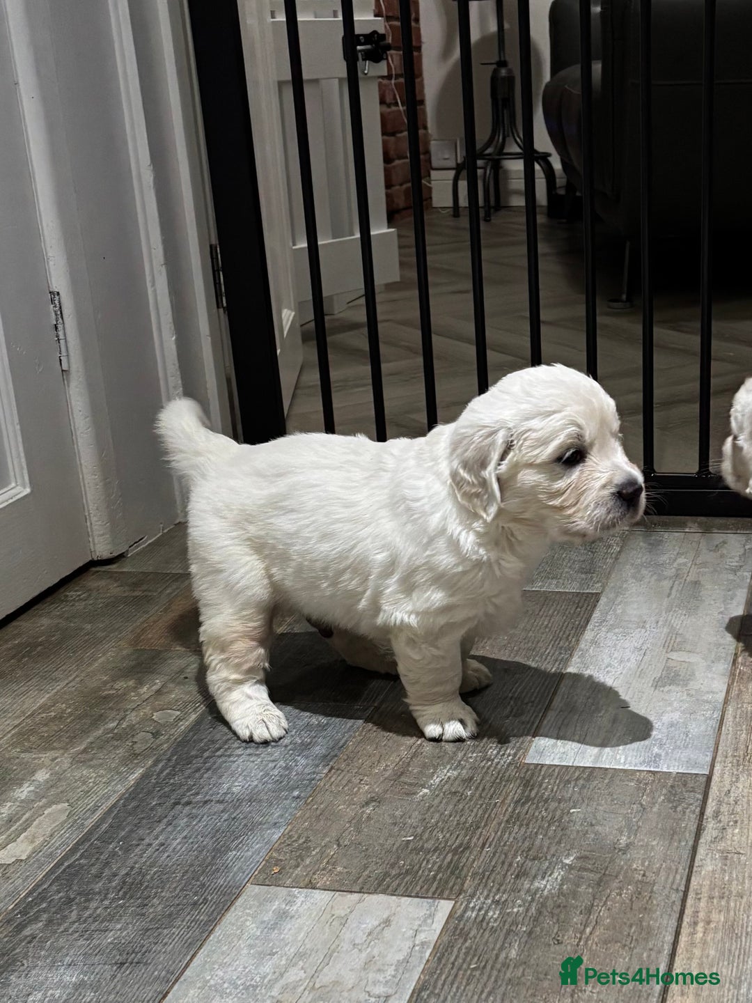 Golden Retriever dogs for sale: Gorgeous KC Reg Golden Retriever Puupies - Image 11