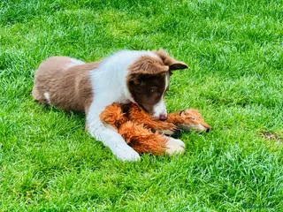 Border Collie dogs Exceptional Border collie puppy - Advert 5