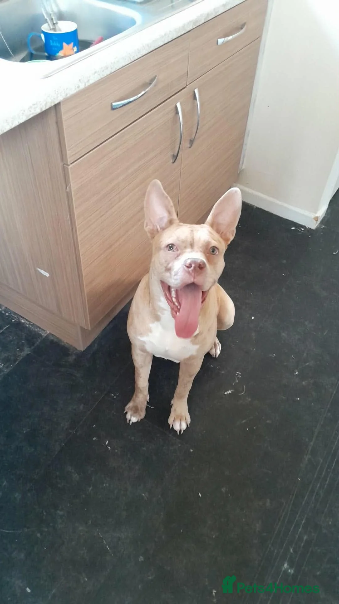 American Bulldog dogs for sale: Sklyar - Advert 1