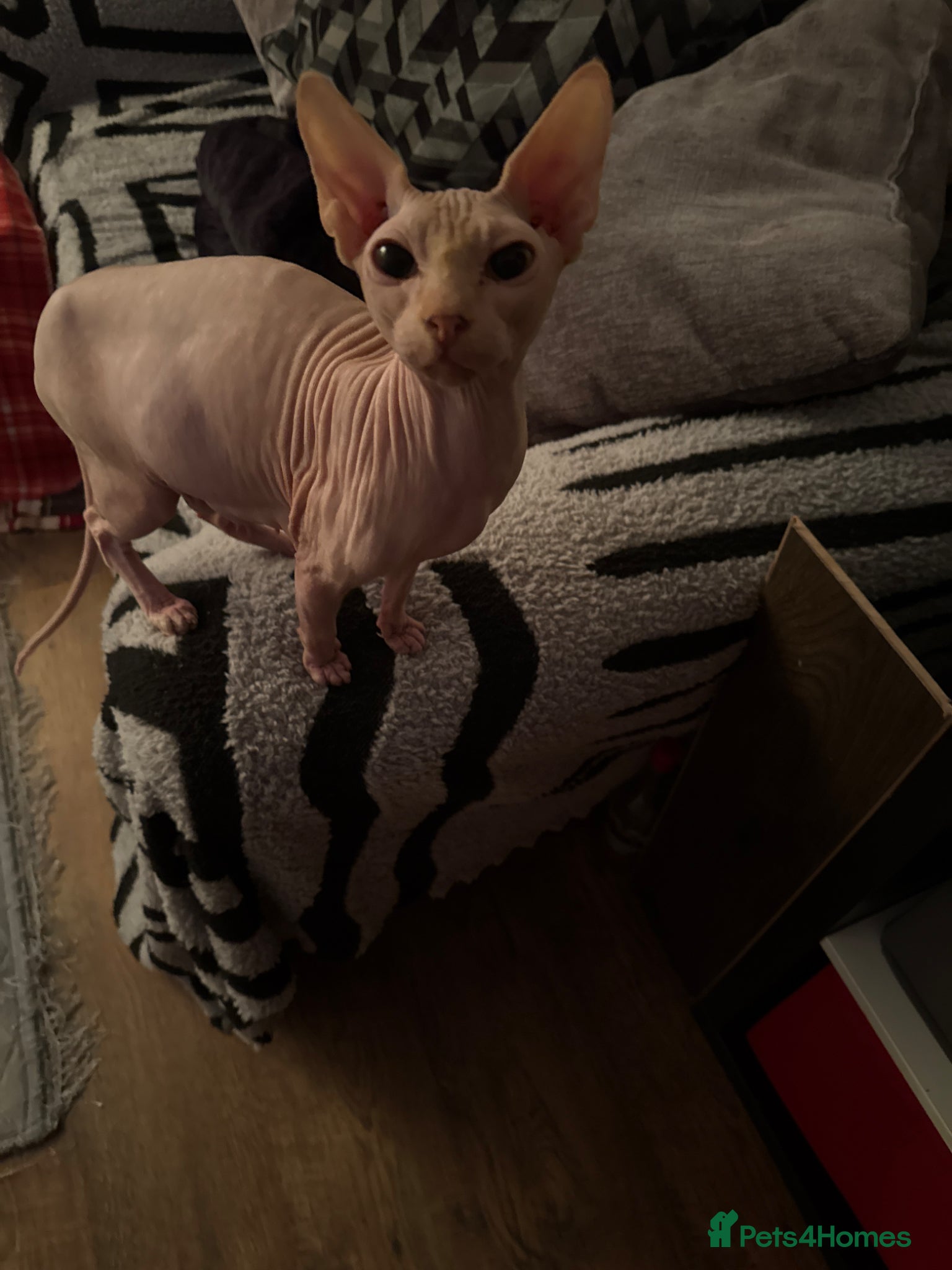 Sphynx cats Canadian Sphynx  - Advert 5