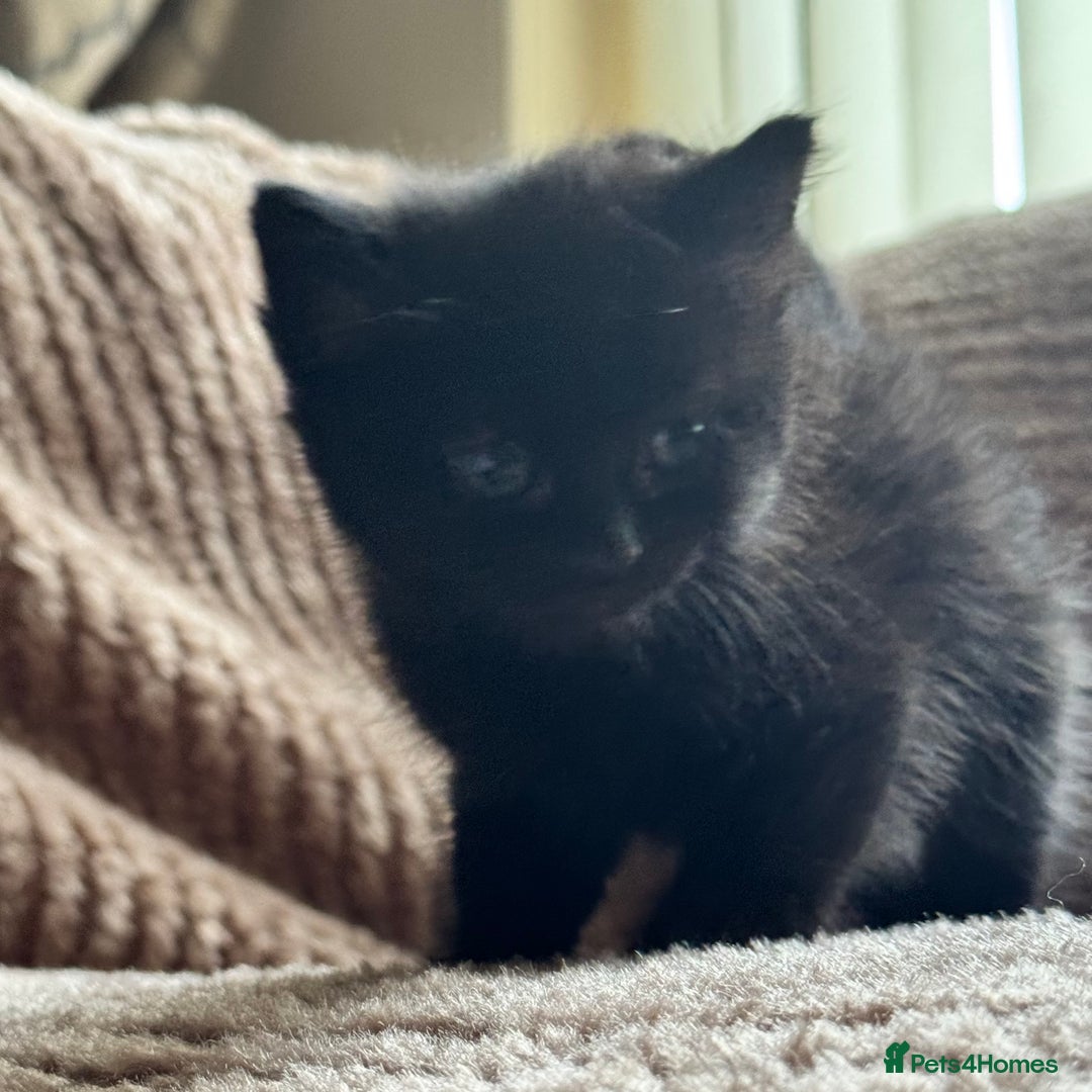 Mixed Breed cats for sale: adorable, cuddly kittens ready to go this weekend - Advert 3