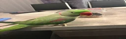 Parrots birds for sale: PARROT (Alexander parakeet ) HAND REARED  - Advert 3