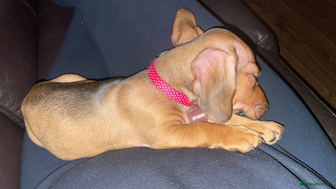 Dachshund dogs for sale: 9 week old dachshund  - Image 2