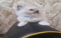 Ragdoll cats for sale: Ready to collect-Blue Point Kittens-Vaccinated - Image 15