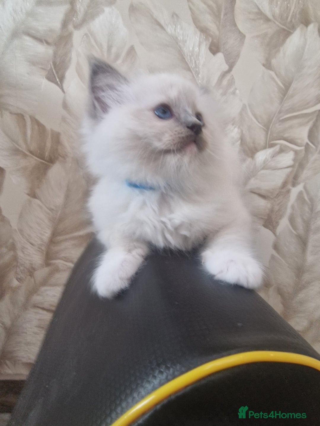 Ragdoll cats for sale: Ready to collect-Blue Point Kittens-Vaccinated - Image 15