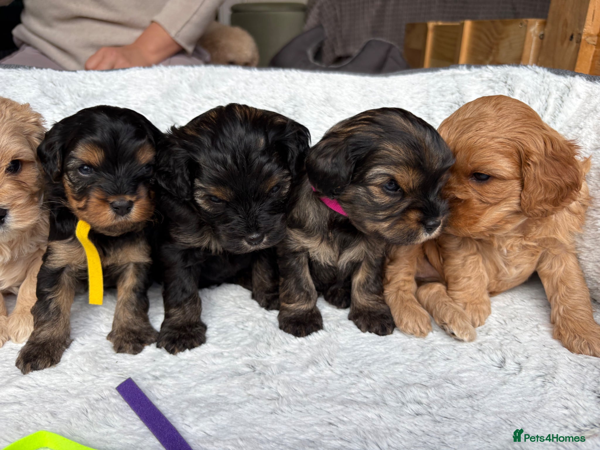 Cavapoo dogs Gorgeous Cavapoos-Ready for Loving Homes from May - Advert 2