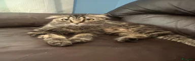 Scottish Fold 2