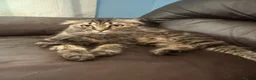 Scottish Fold cats for sale: Scottish fold cat - Advert 2