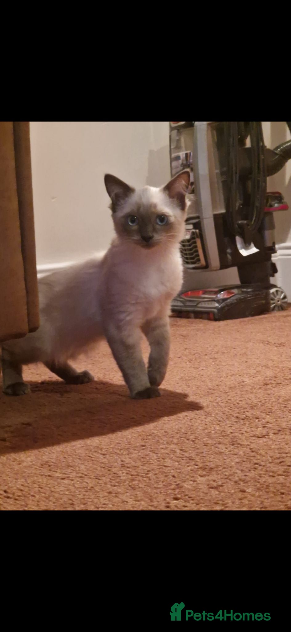 Ragdoll cats Ragdoll kittens - Advert 1