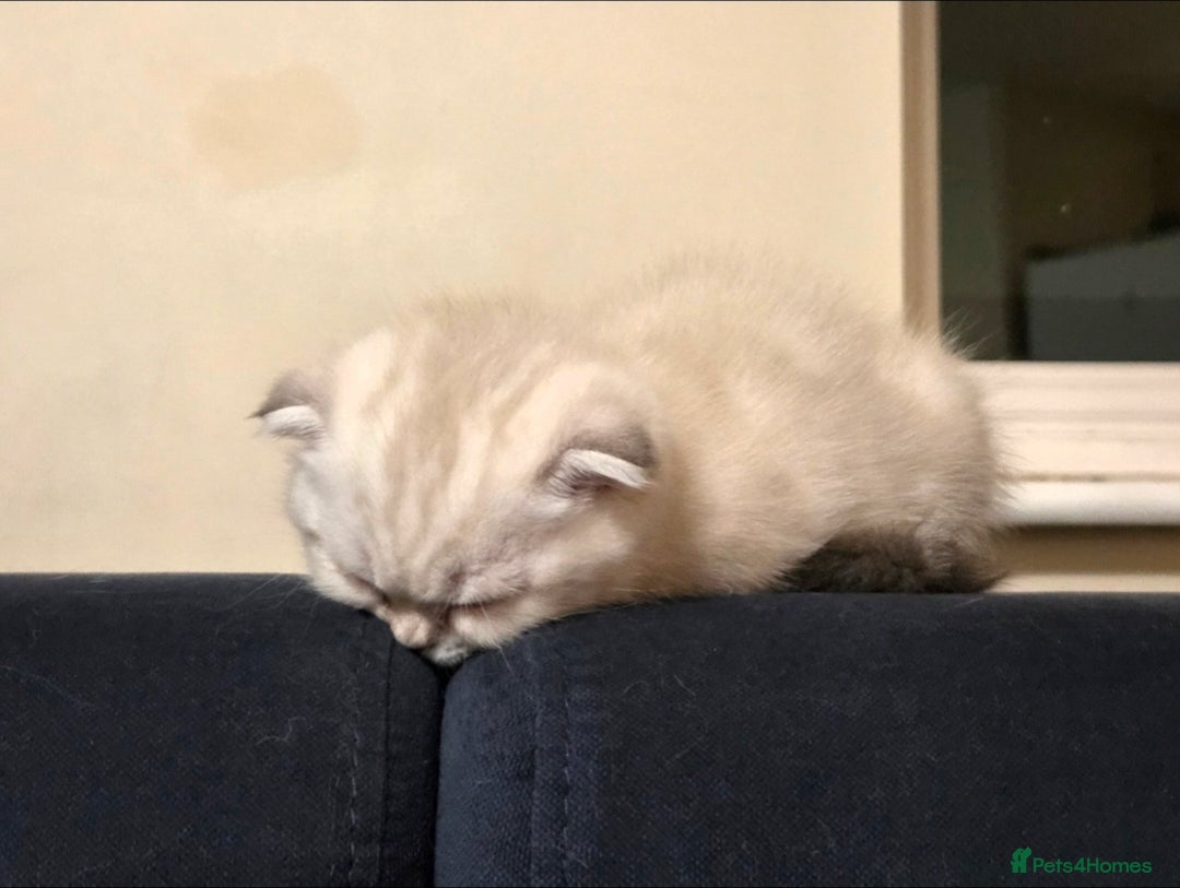 Scottish Fold cats for sale: Scottish Fold Kitten Female Ready To Be Collected  - Advert 4
