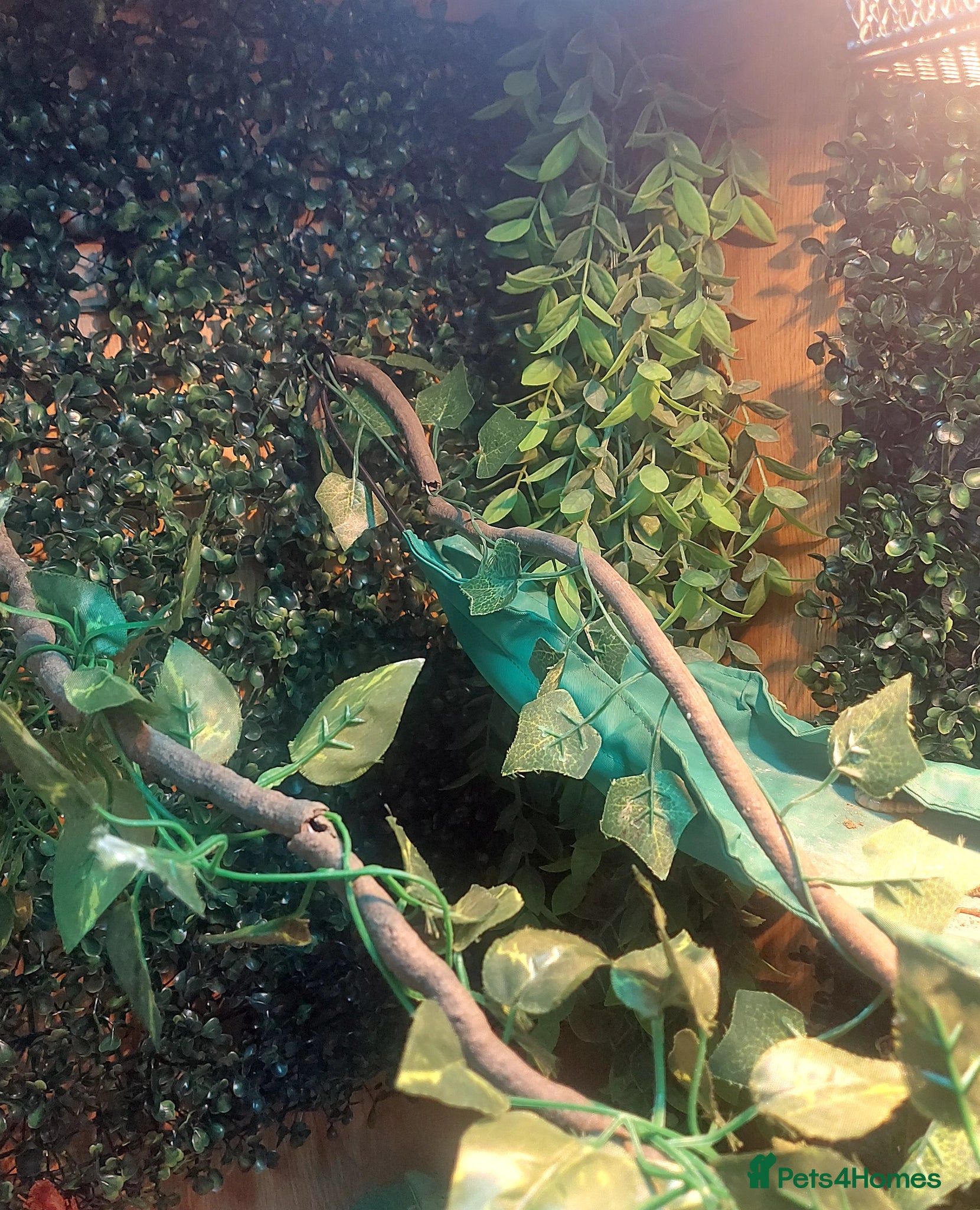 Chameleon reptiles for sale: Young female veiled Chameleon  in Chester - Advert 3