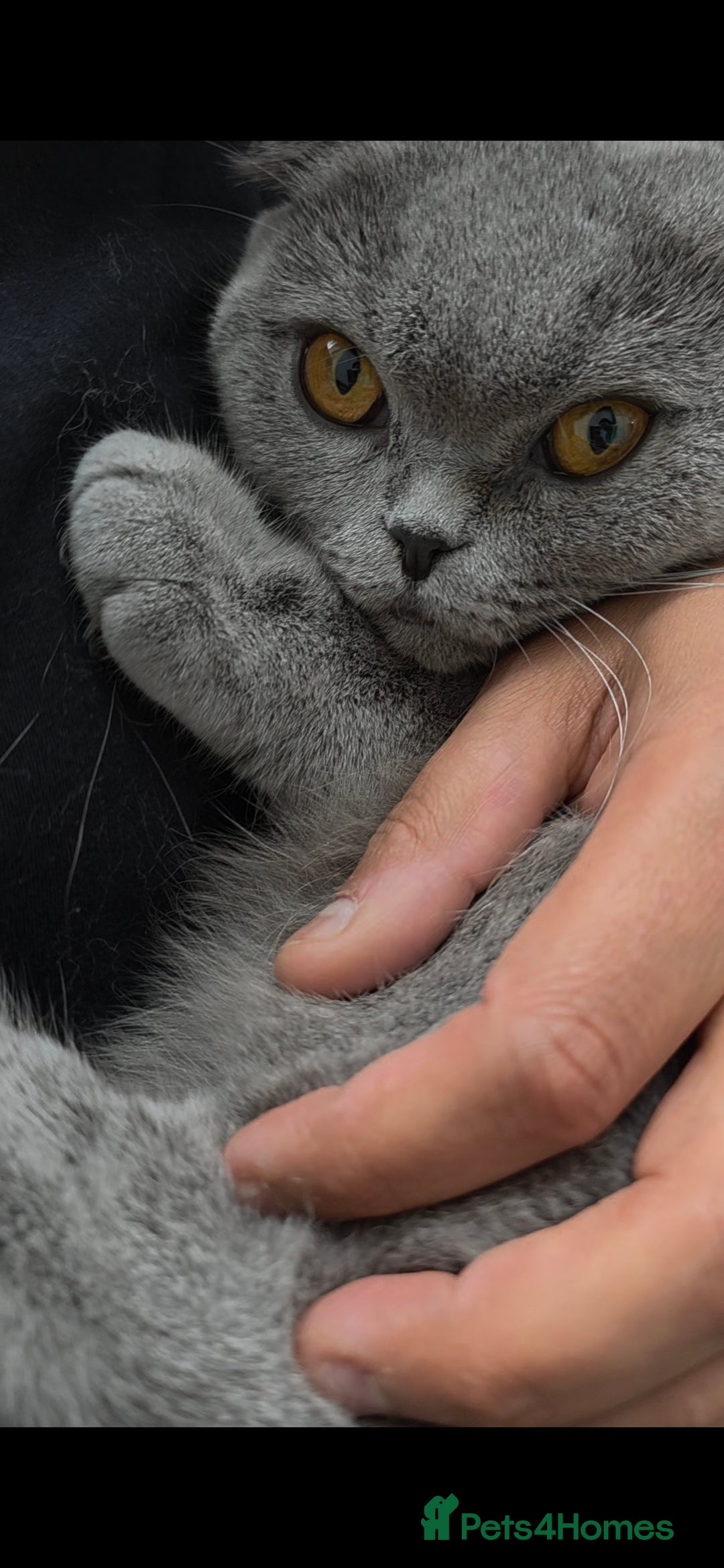 Scottish Fold cats for sale: ✨ Scottish Fold Female Kitten for Sale ✨ - Image 5