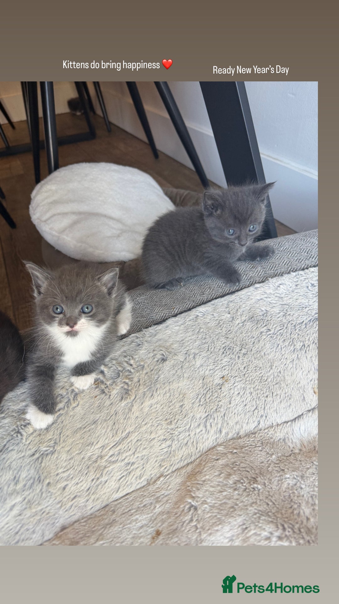 Mixed Breed cats for sale: Gorgeous litter of 5 kittens  - Advert 1