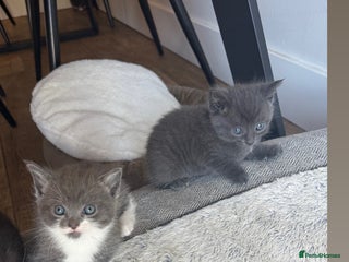 Mixed Breed cats Gorgeous litter of 5 kittens - Advert 1