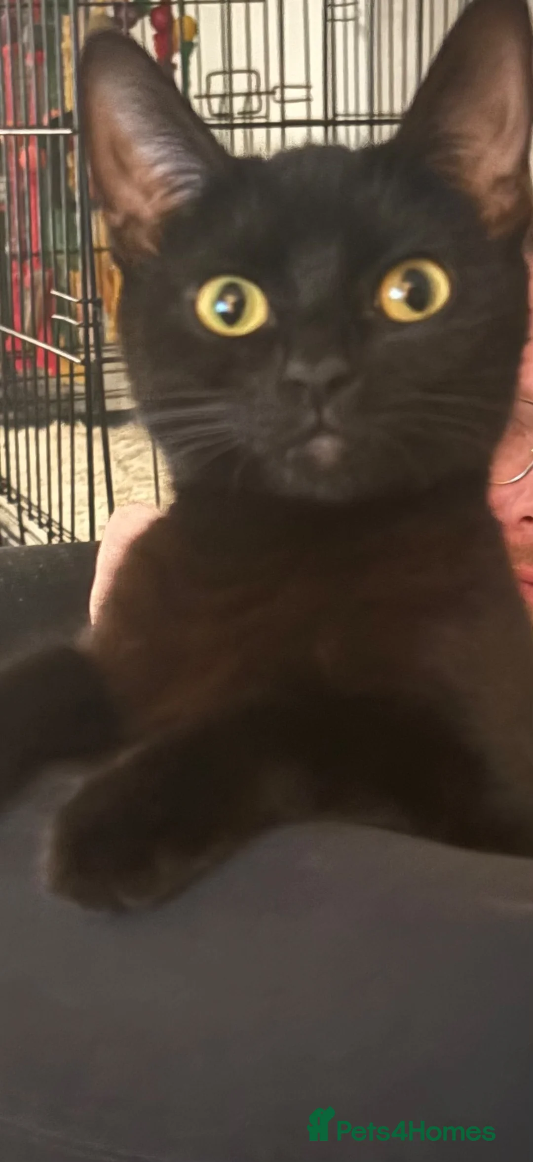 British Longhair cats for sale: Kittens - Advert 11