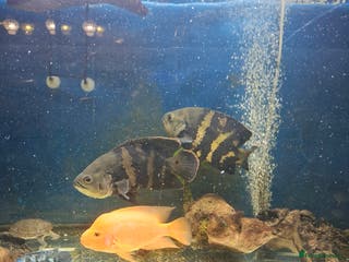 Cichlids fish 2 oscars - Advert 10