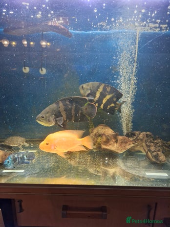 Cichlids fish 2 oscars - Advert 1