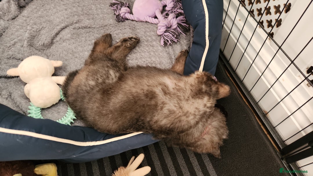 German Shepherd dogs for sale: Medium haired German shepherd pups  - Advert 23