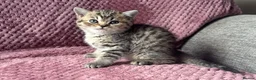 British Longhair cats for sale: Black tipped  Longhair and Golden Tipped Shorthair - Advert 7