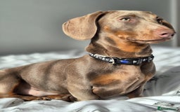 Miniature Dachshund dogs for sale: LOKI 2 YEAR OLD - Advert 2