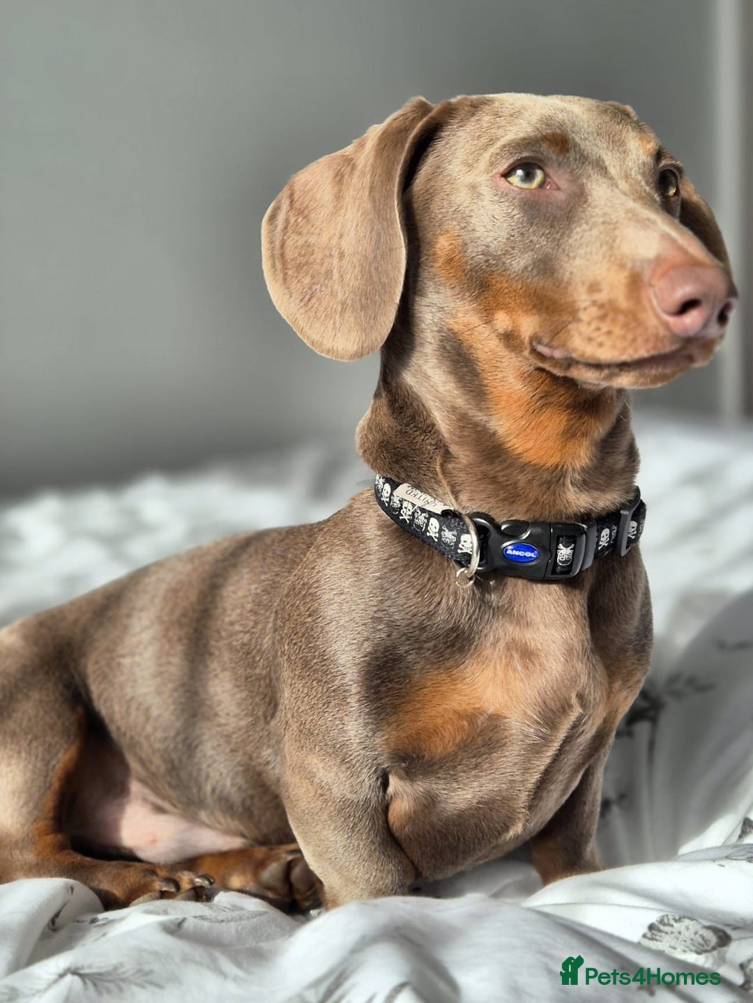 Miniature Dachshund dogs for sale: LOKI 2 YEAR OLD - Advert 2