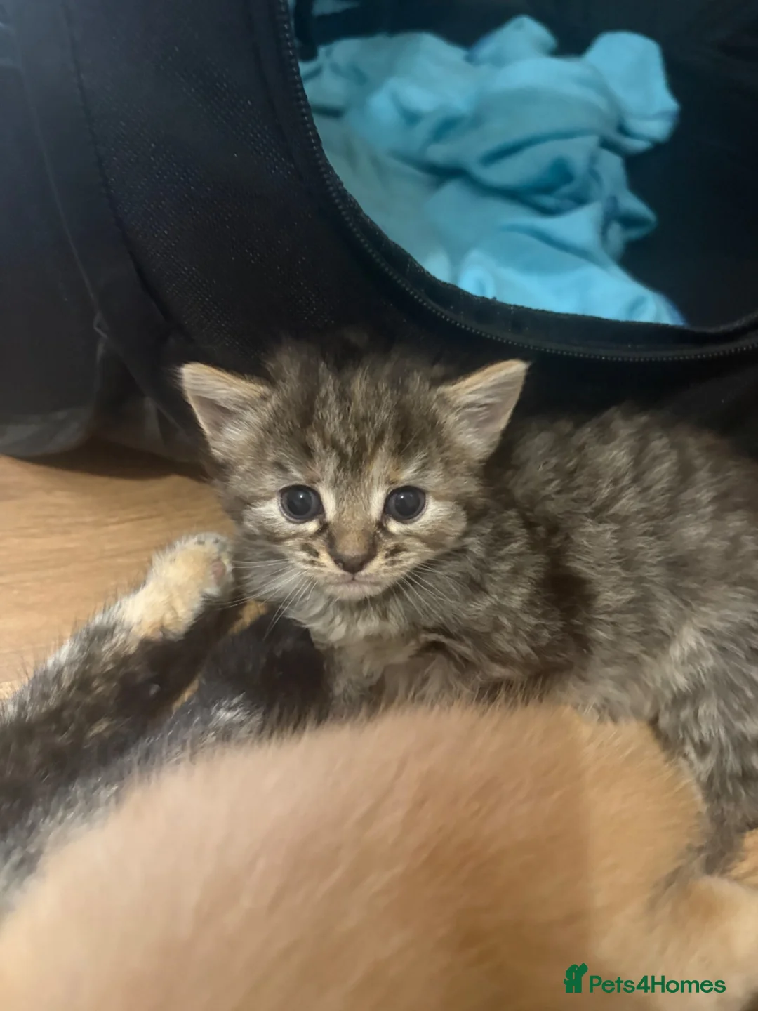Bengal cats for sale: Beautiful mix Bengal kittens  in Bexley - Advert 16