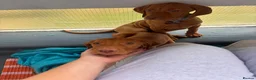Hungarian Vizsla dogs for sale: Hungarian Vizsla pups  in London - Advert 2