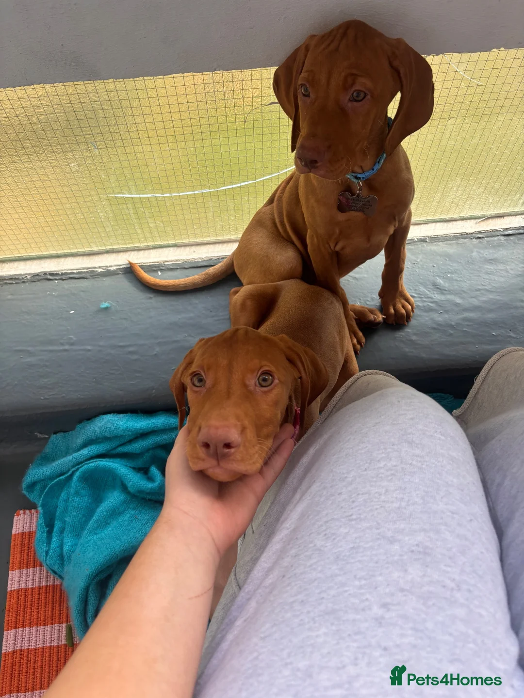 Hungarian Vizsla dogs for sale: Hungarian Vizsla pups  in London - Advert 2