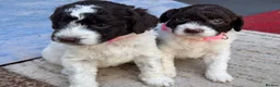Lagotto Romagnolo dogs for sale: Lagotto Romanoglo pups - Advert 4