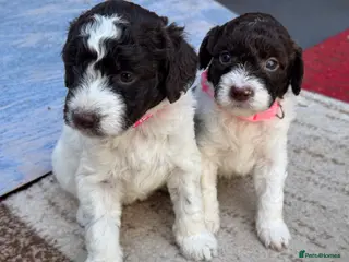 Lagotto Romagnolo dogs Lagotto Romanoglo pups - Advert 4