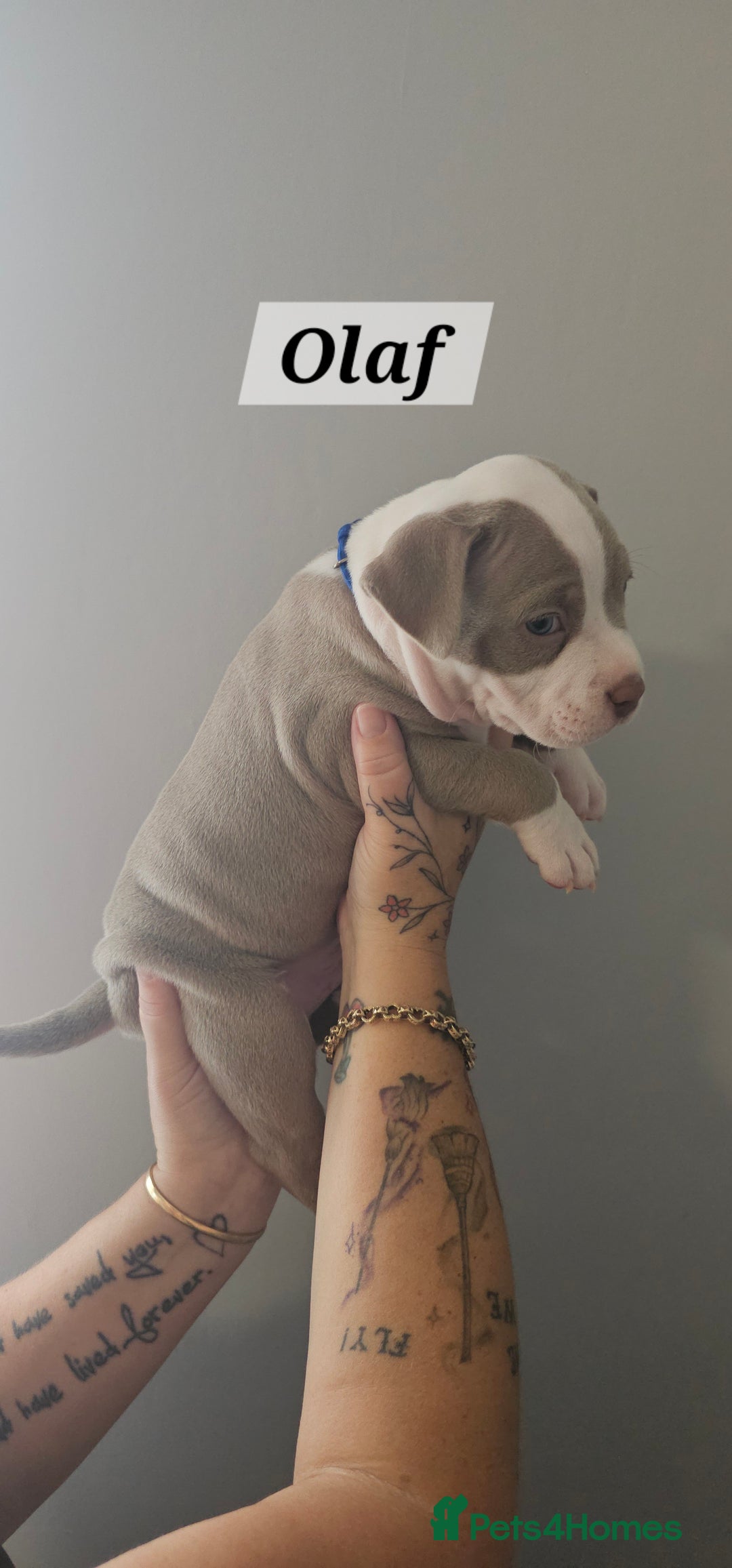 American Bully dogs for sale: BEAUTIFUL LITTER OF 8 POCKET BULLY PUPS - Image 16