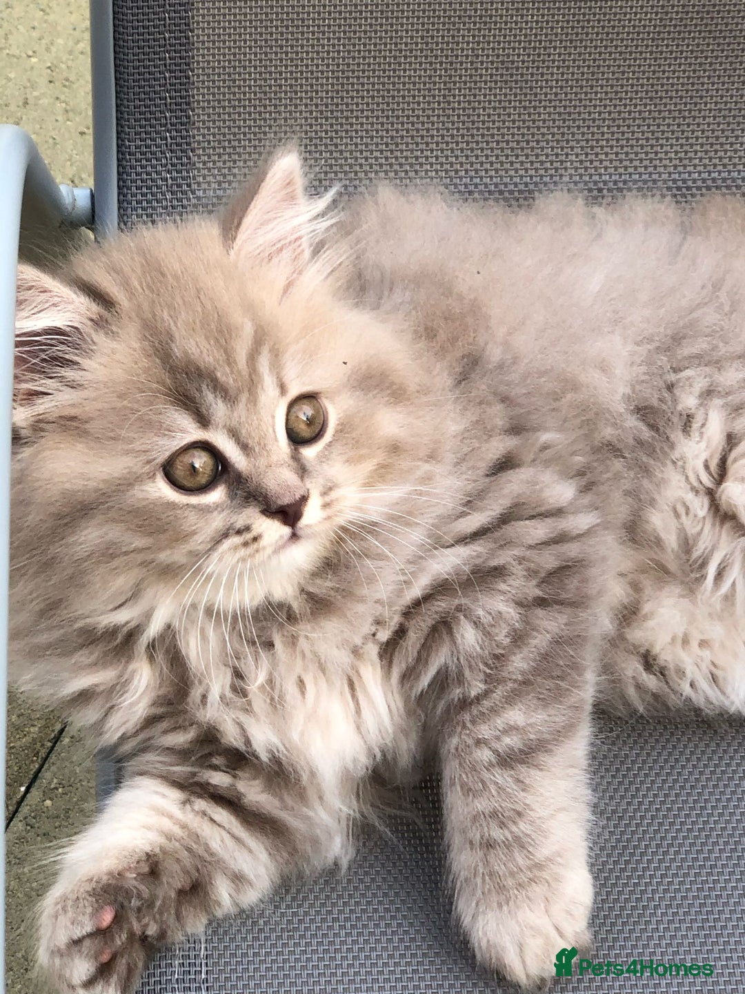 British Longhair cats for sale: 3 X BLH Haired kittens, READY NOW - Image 7