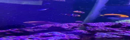 Other/Mixed Breed fish for sale: Marine fish, corals and equiptment for sale - Advert 4