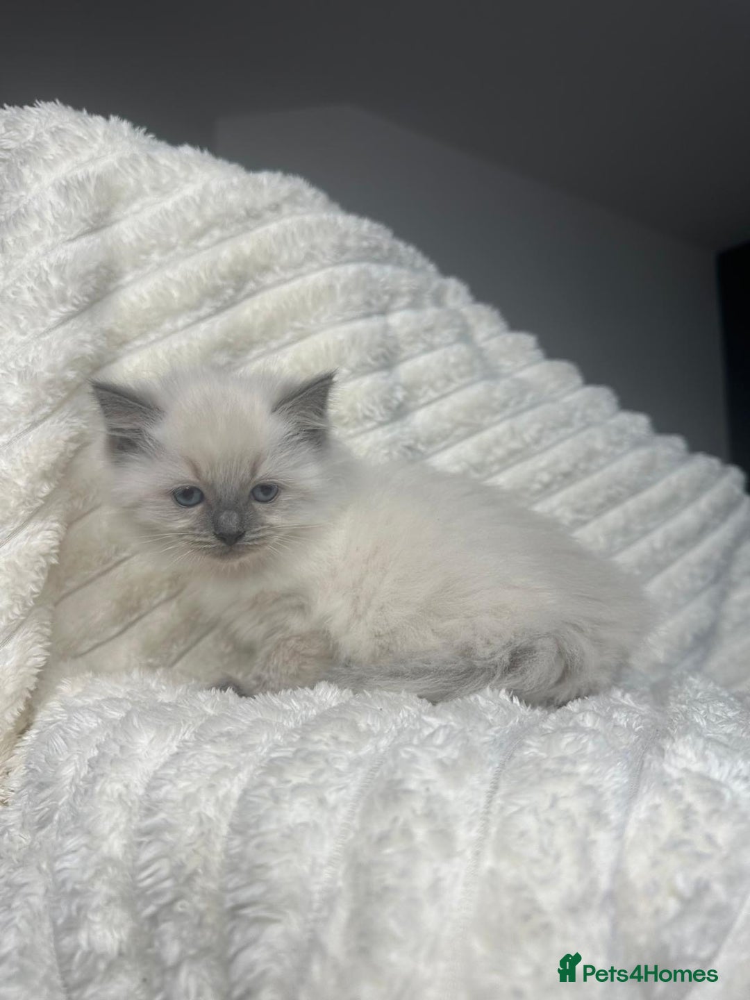 Ragdoll cats for sale: Ragdoll Bluepoint kittens - Image 4