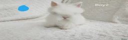 Lionhead rabbits for sale: Double mane lionhead rabbits seal point - Advert 16