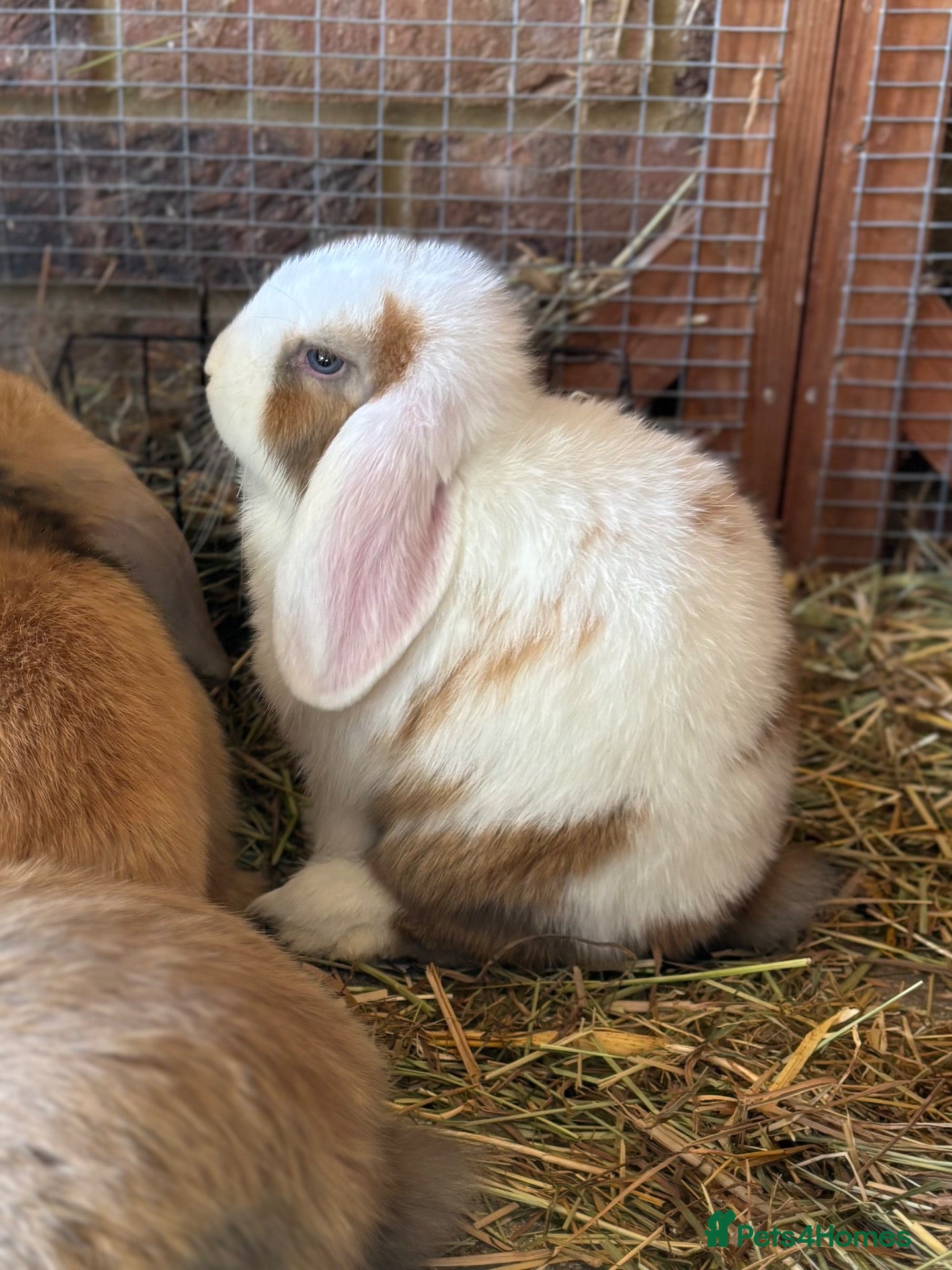 Mini Lop rabbits Only 1 baby mini lop left - boy - Advert 2
