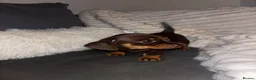 Chiweenie dogs for sale: Gorgeous chocolate and tan Chiweenie boy in Nottingham - Advert 3