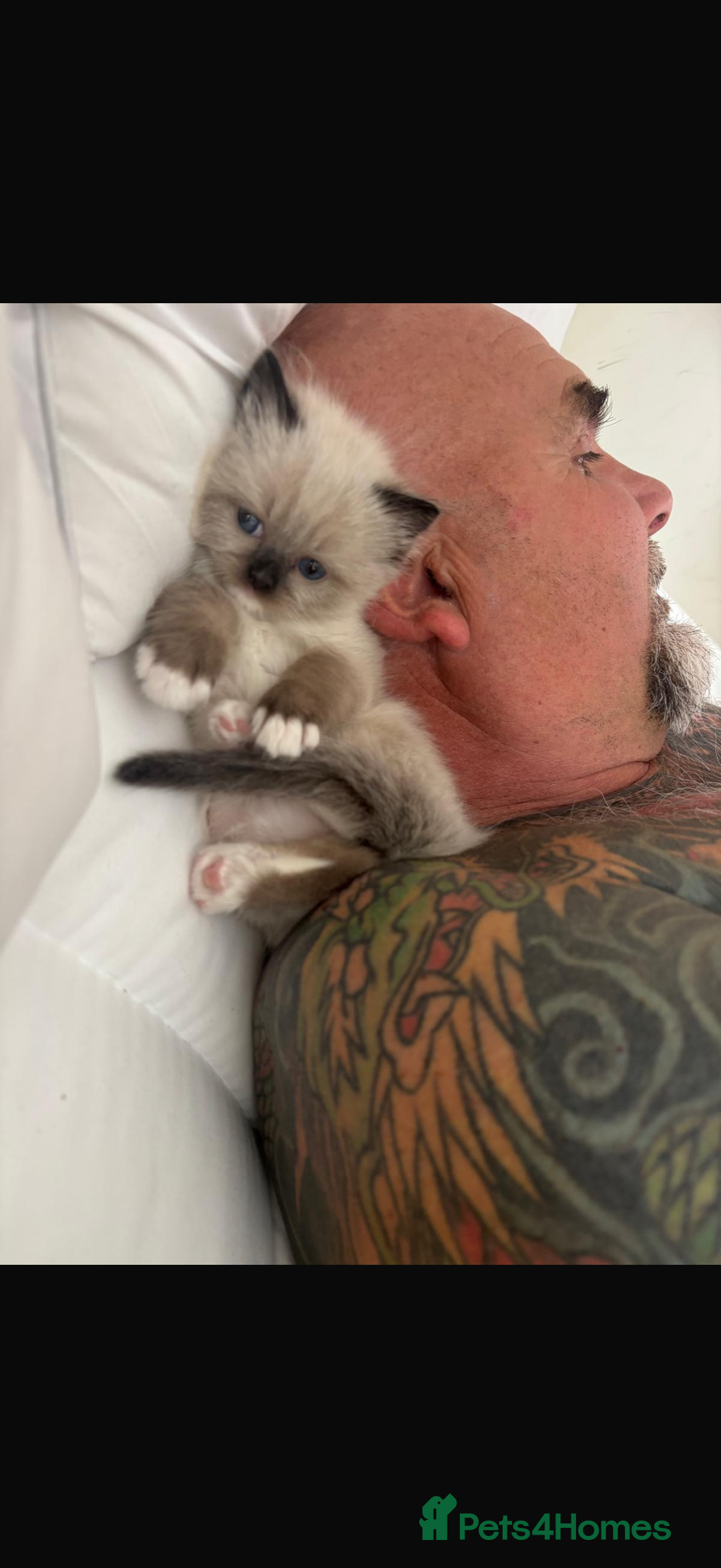 Ragdoll cats for sale: Ready now ✨ Two remaining pure ragdoll kittens - Image 5