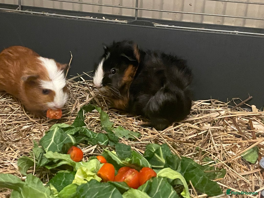 Guinea Pig rodents for sale: Baby Guinea Pigs - all male  - Advert 5