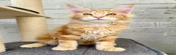 Maine Coon cats for sale: TICA Pedigree Massive Red Kittens - Advert 25