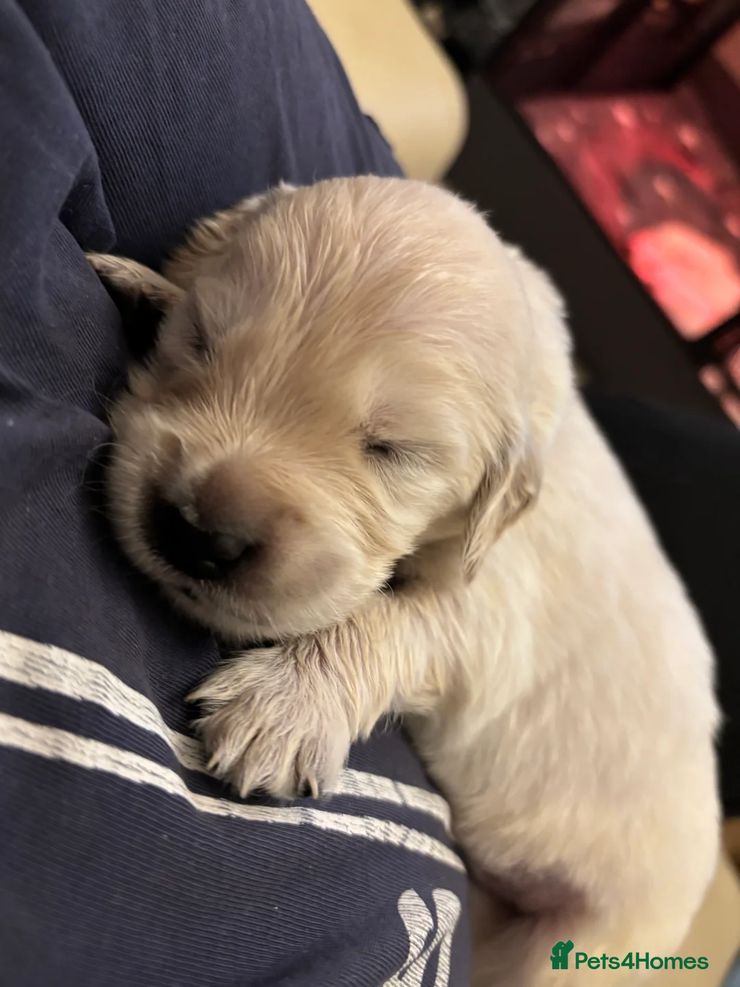 Golden Retriever dogs for sale: Golden retriever puppy last boy available - Advert 2