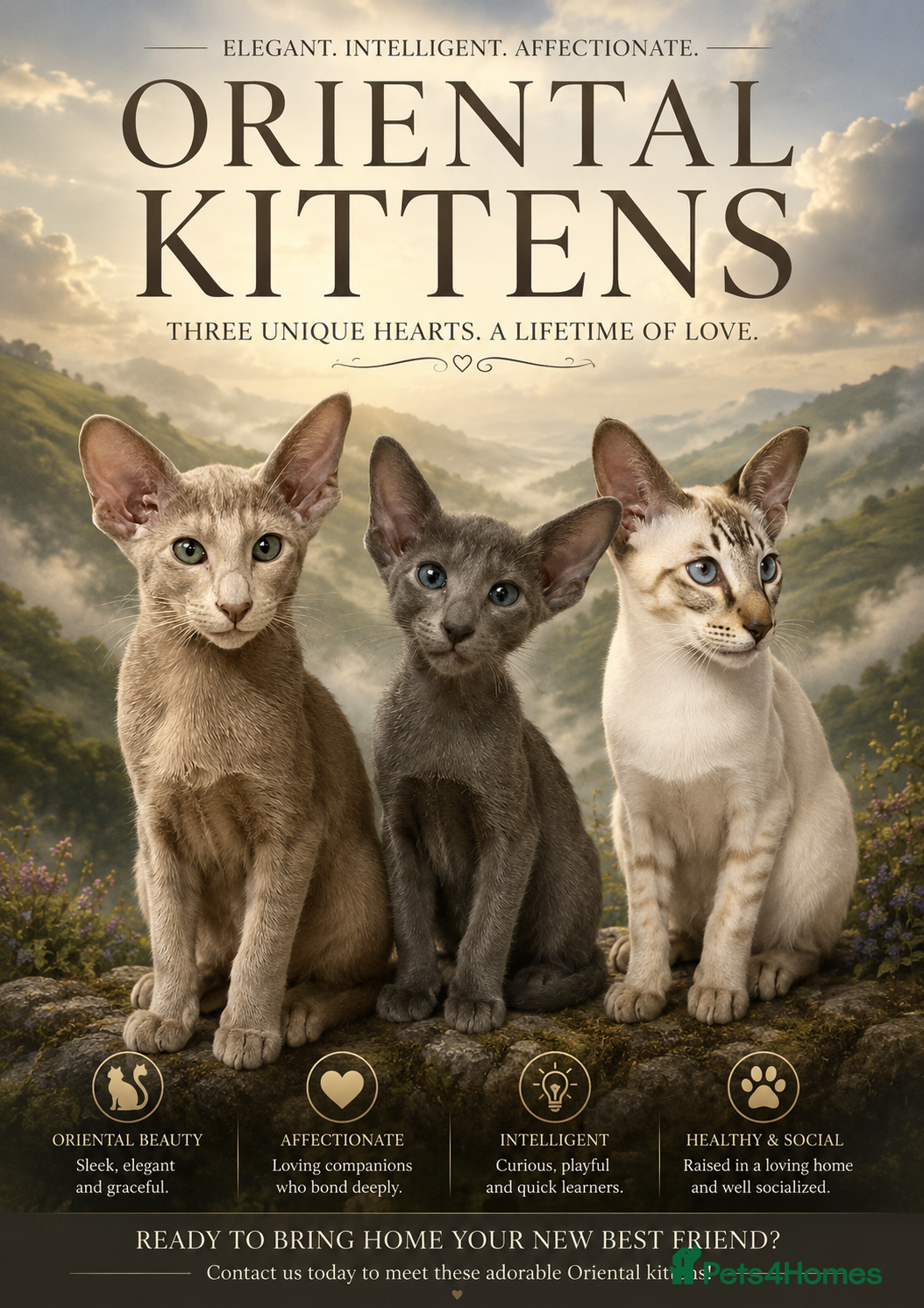 Oriental cats Supreme pedigree GCCF registered oriental kittens - Advert 4