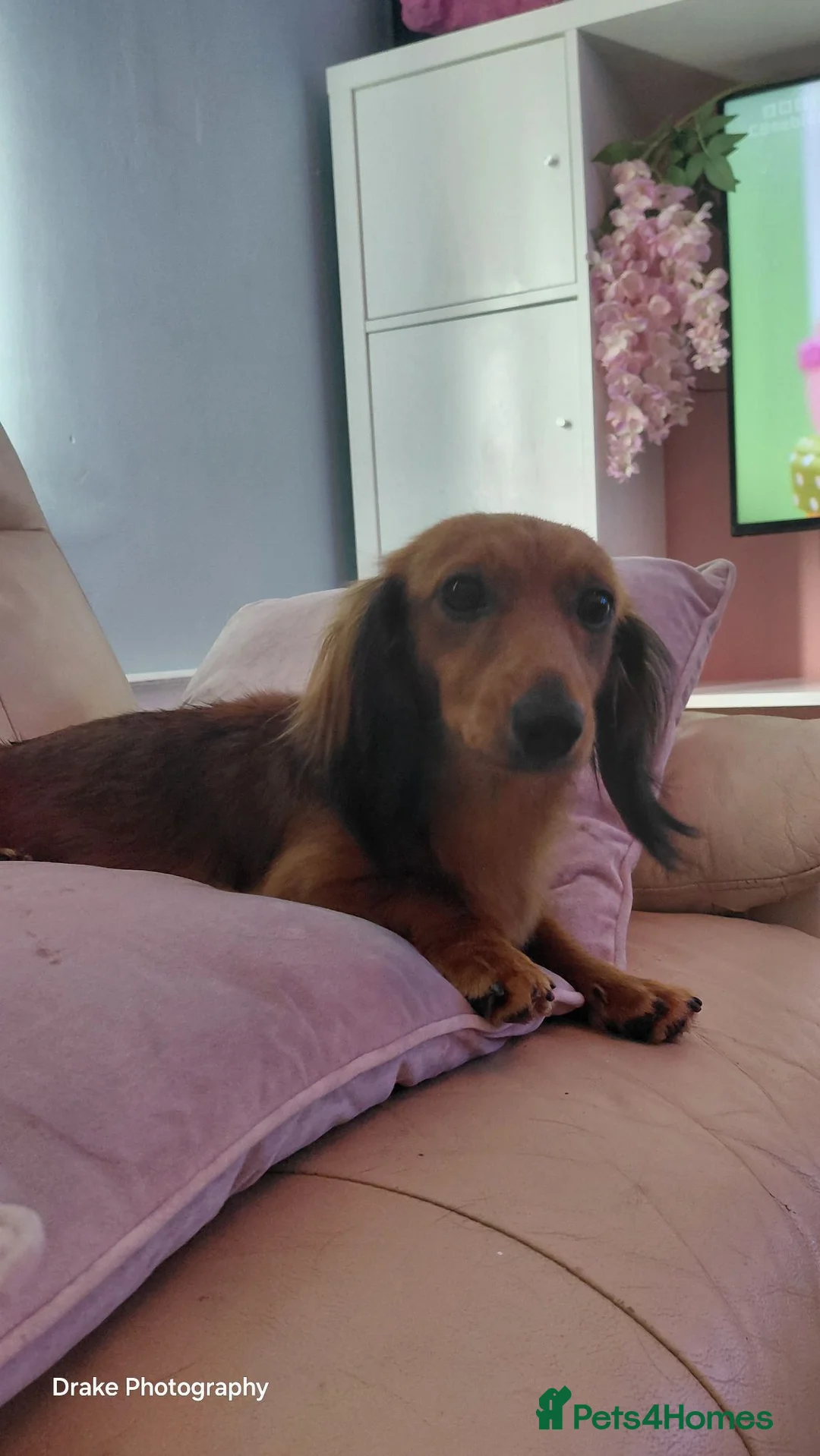 Miniature Dachshund dogs for sale: Female Longhaired Shaded Red Miniature - Advert 4