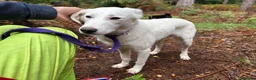 Mixed Breed dogs for adoption: Lulu - Norwich Norfolk  - Advert 20