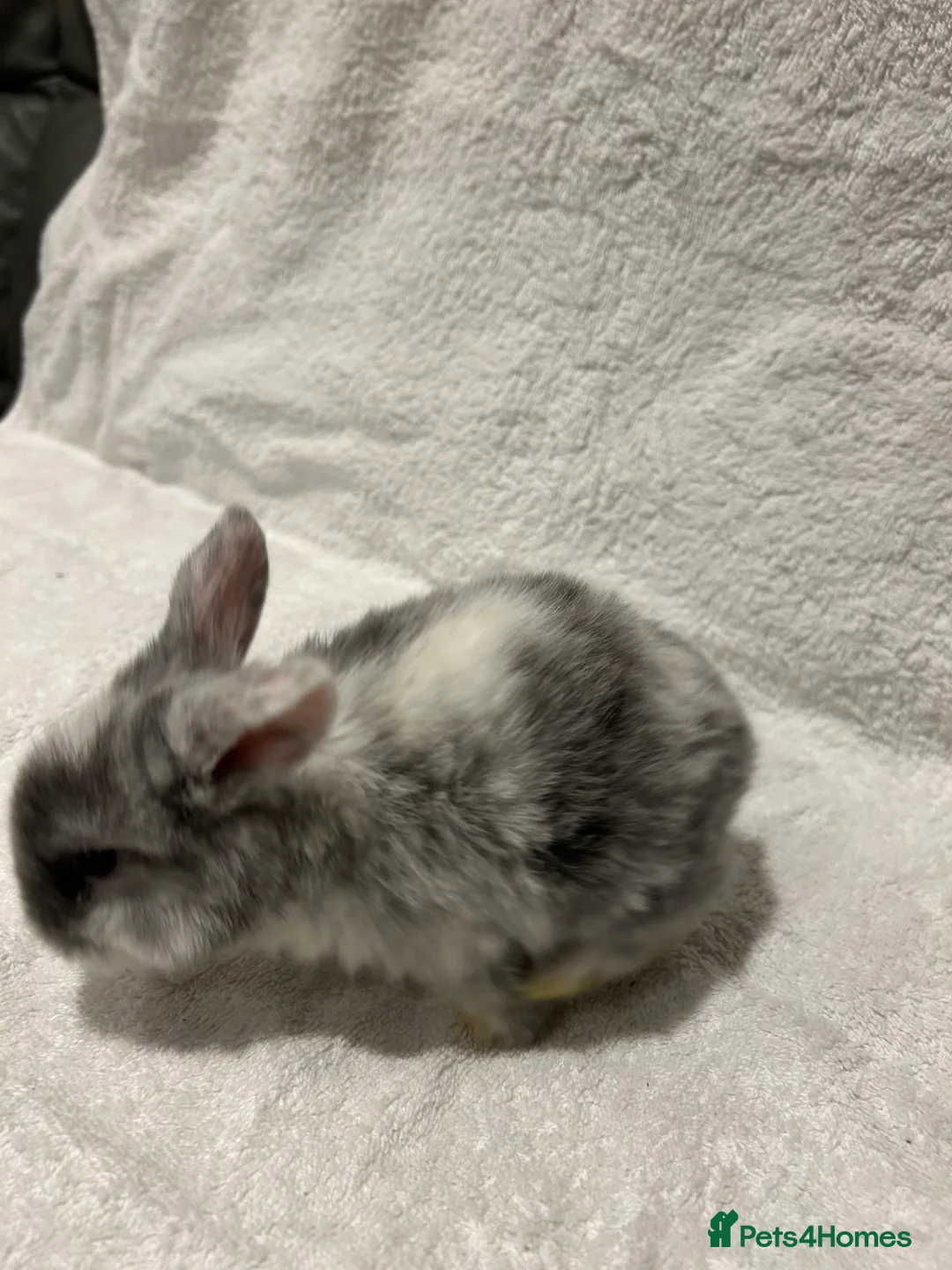 Mini Lop rabbits for sale: Pure Bred Mini Lop Baby Rabbits - Advert 17