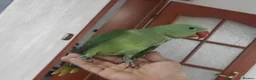 Parrots birds for sale: Alexandrine parrots hand reared babies super tamed - Advert 1