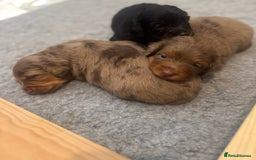 Miniature Dachshund dogs for sale: 3 Beautiful miniature longhair dachshund puppies - Image 13