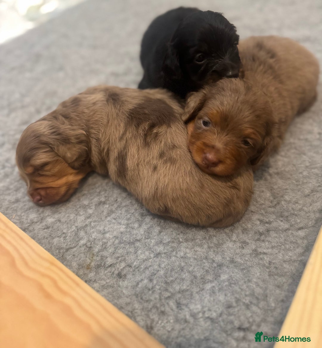 Miniature Dachshund dogs for sale: 3 Beautiful miniature longhair dachshund puppies - Image 13