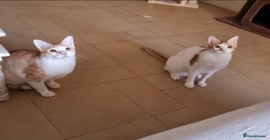 Mixed Breed cats - Advert 11