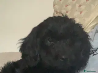 Cockapoo dogs READY NOW ! F1 health tested black girl. - Advert 11